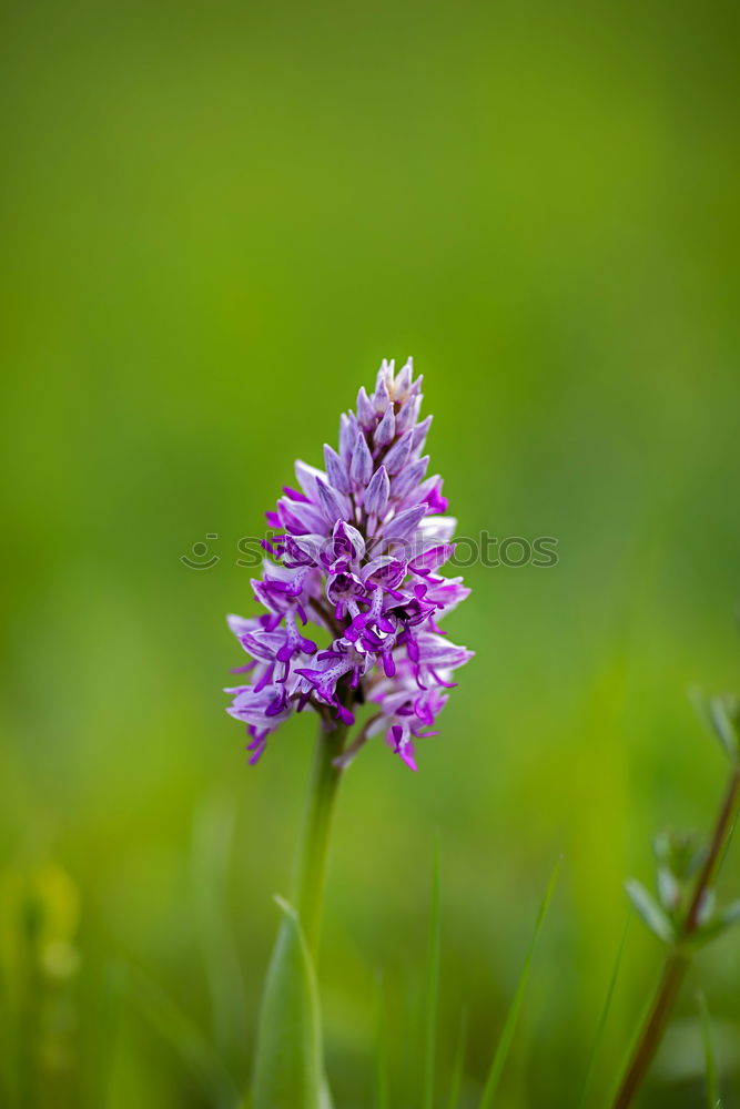 Similar – cornflower Plant Blossom