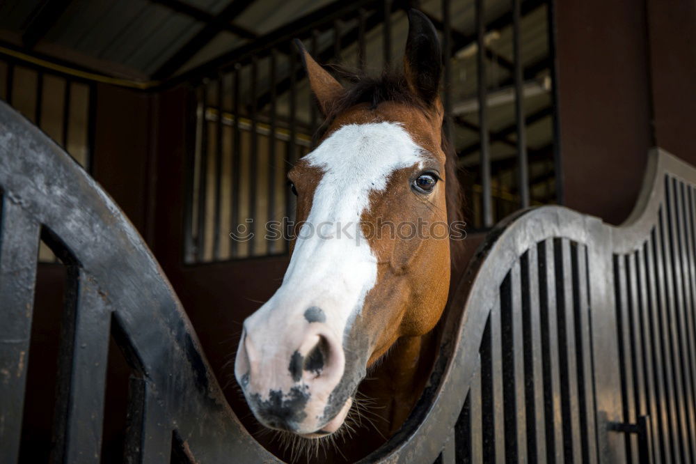 Similar – Image, Stock Photo affection Lifestyle Joy