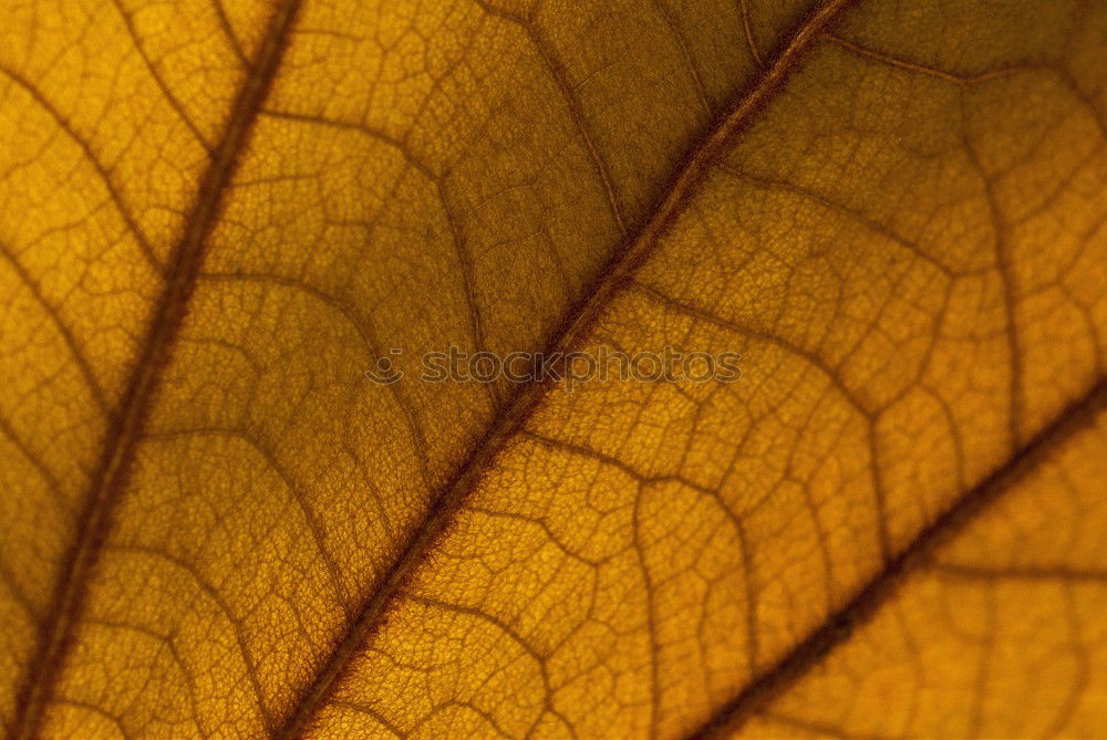 Similar – autumnleaf Beautiful