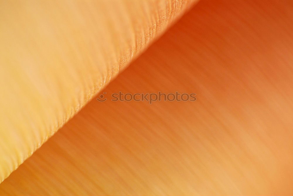 Similar – Image, Stock Photo cellulite Fruit Orange