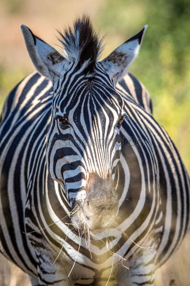 Similar – Wie macht das Zebra ?