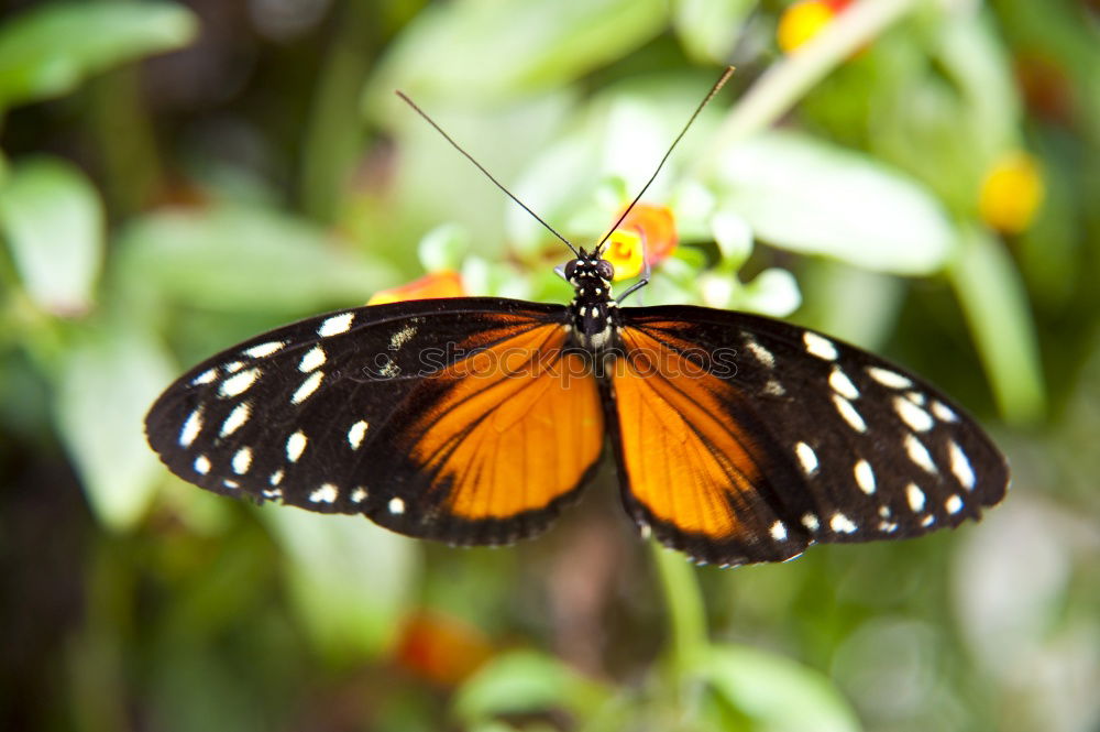 Similar – Monarch Danaus Plexippus