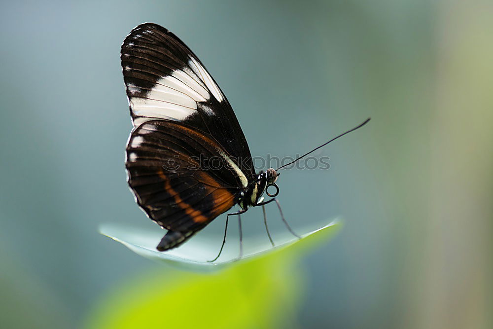 Similar – versteckt schön Natur