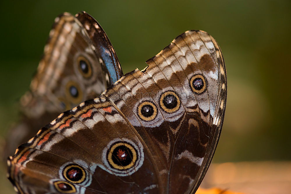 Similar – butterfly Environment