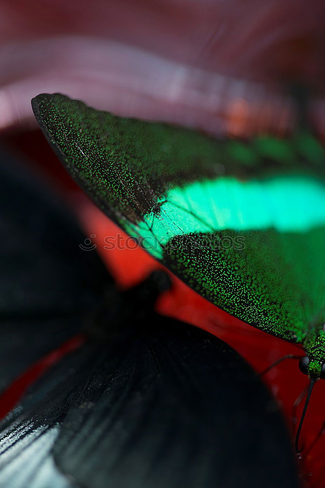 Similar – Image, Stock Photo A red and black beetle climbs to the top of a blade of grass