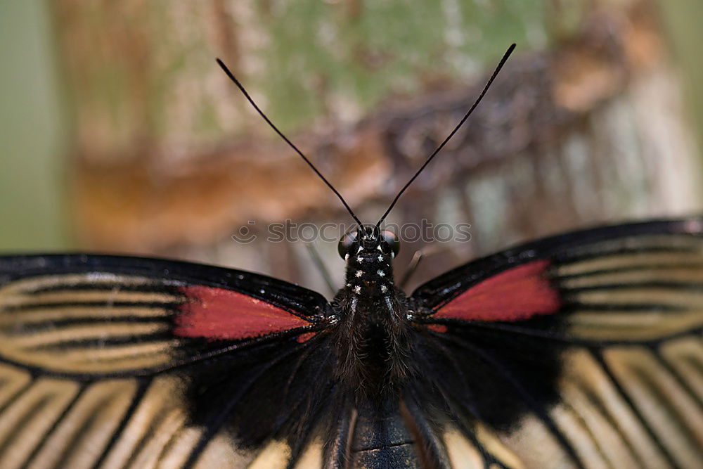 Similar – Image, Stock Photo butterfly in the morning…