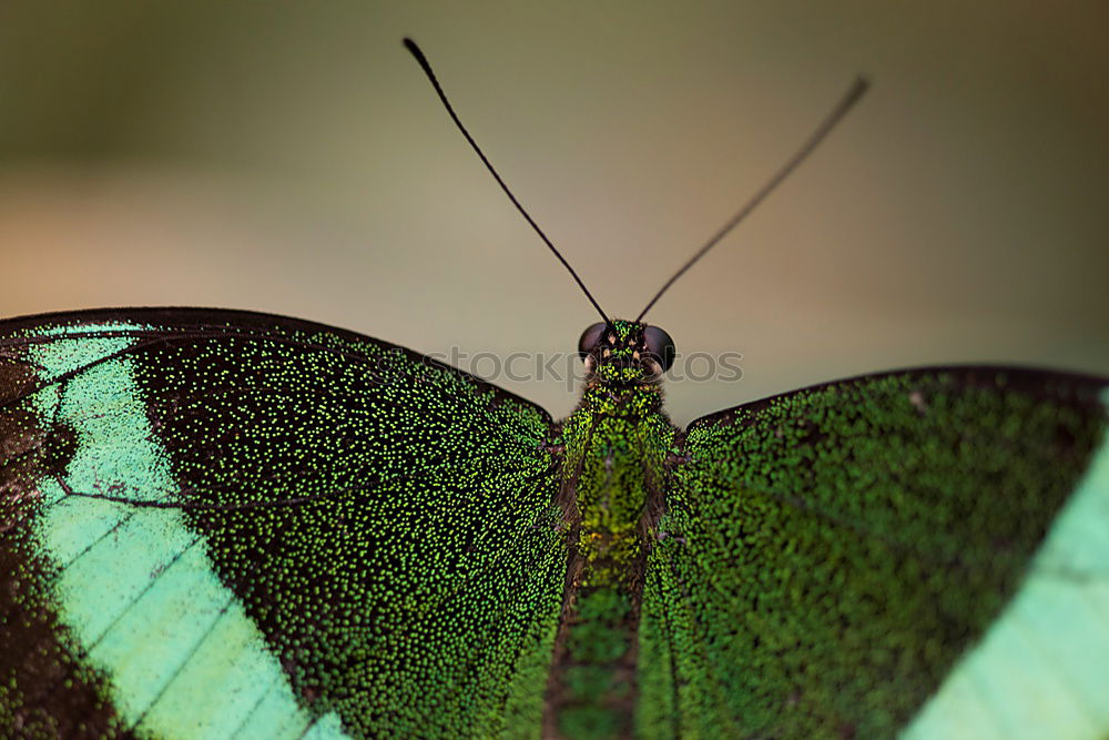 Similar – hatched pet Butterfly