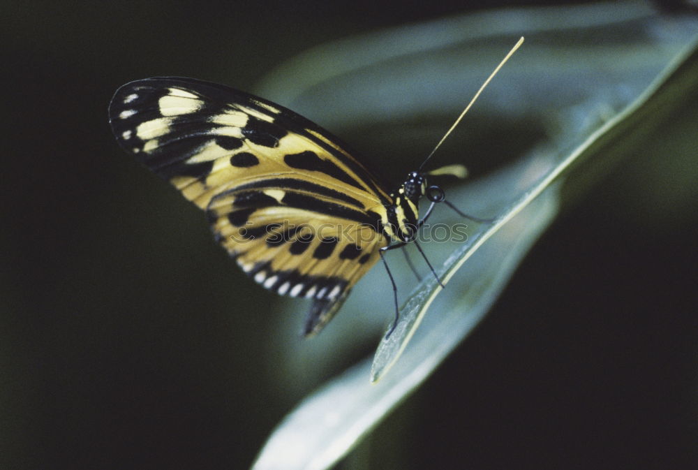 Similar – butterfly Butterfly Flower