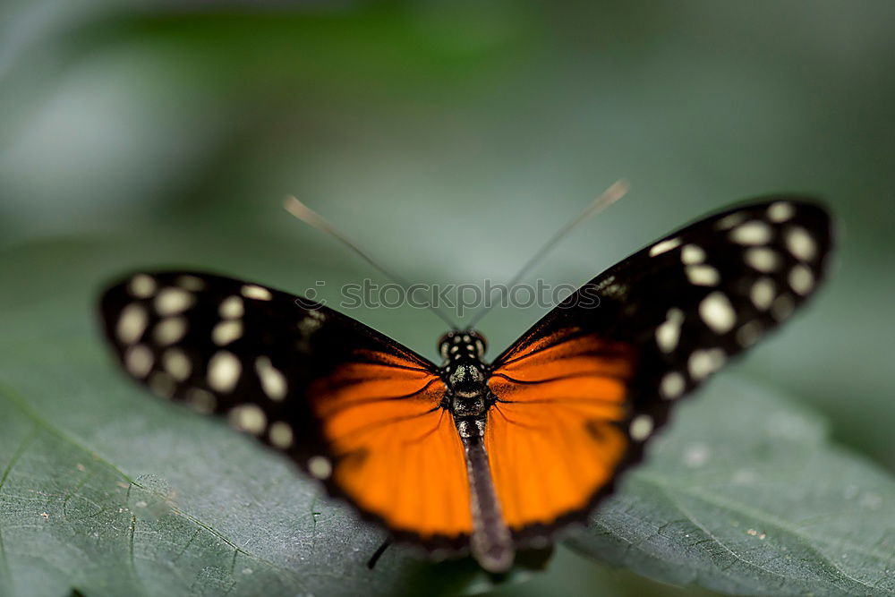 Similar – Image, Stock Photo butterfly photo Leaf