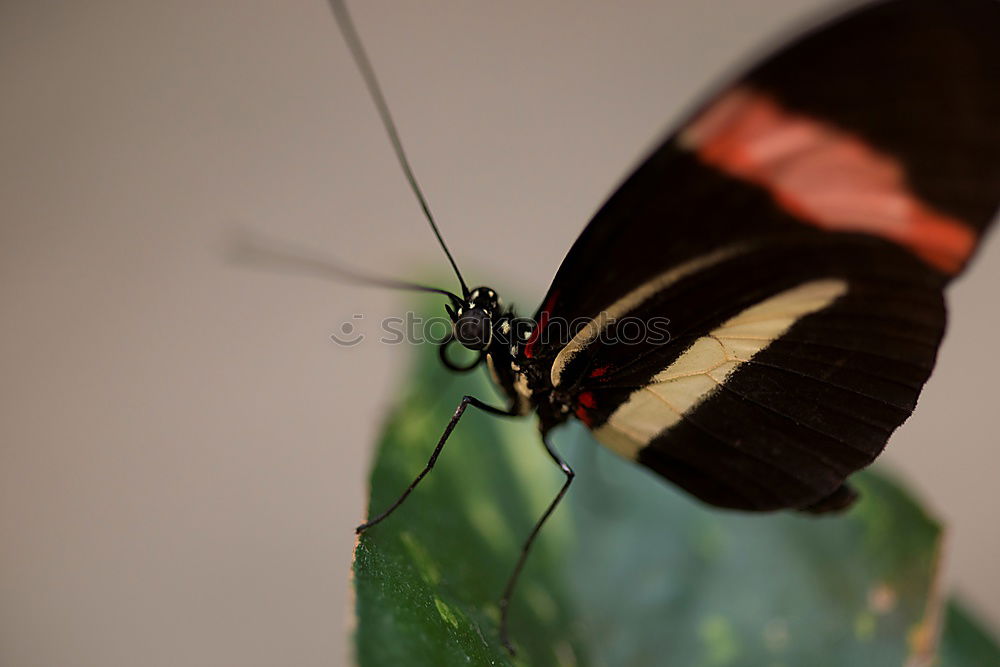Similar – Image, Stock Photo Mr. Postman Nature Animal