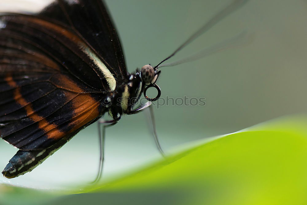 Similar – Frau Schmetterling, geb. Raupe