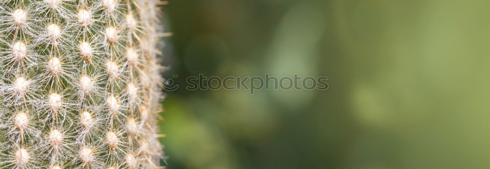 Similar – Image, Stock Photo You can’t see me! Nature