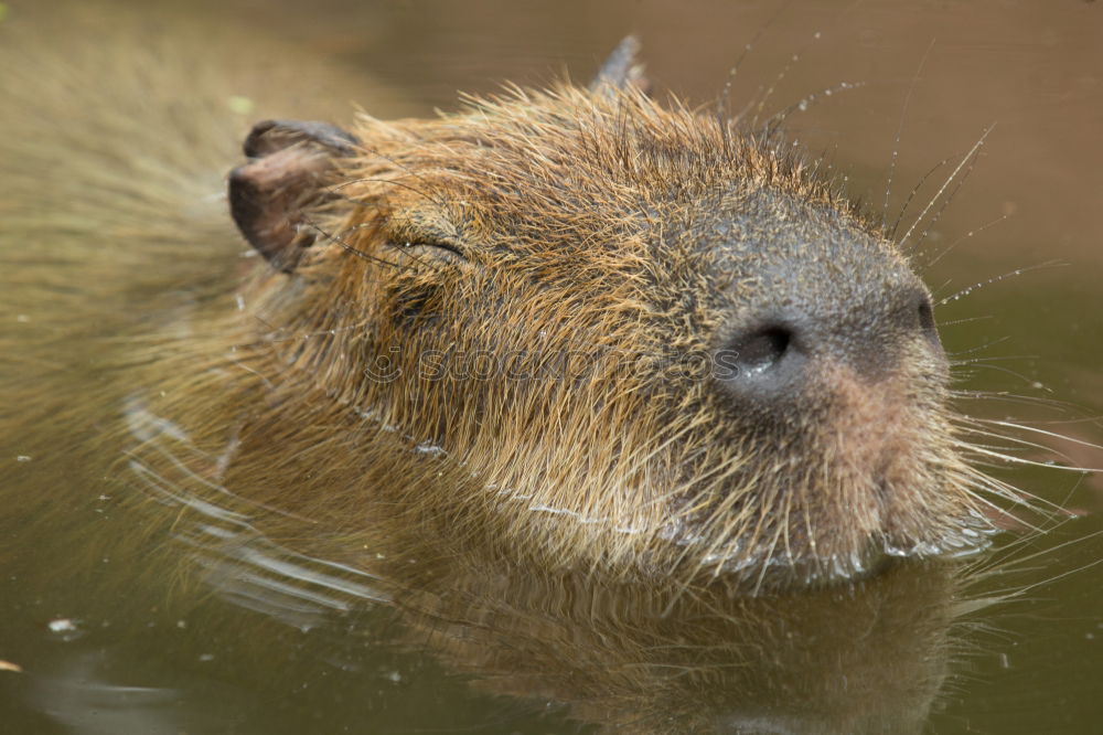 Similar – Image, Stock Photo Nutria in water Nature