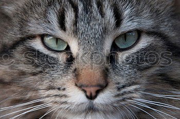 Similar – Image, Stock Photo Grim Cat Animal Pet