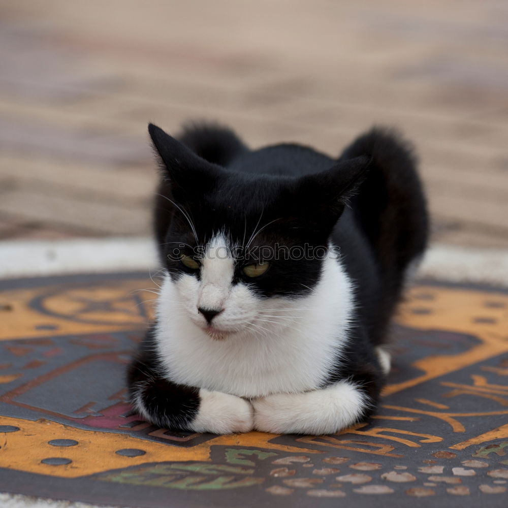 Similar – Image, Stock Photo patience Animal Cat