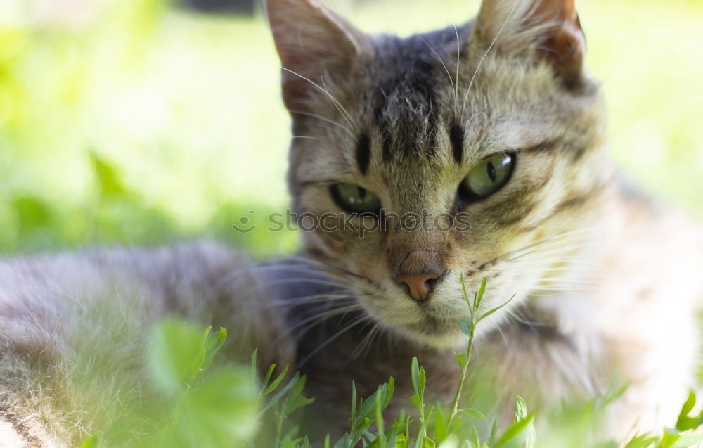 Image, Stock Photo Cat balancing on the edge of the rain barrel