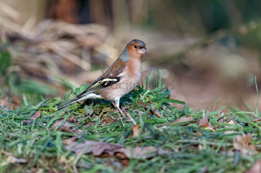 Similar – Great Spotted Woodpecker and Jay