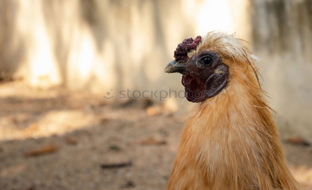 Similar – baby-chicken Animal