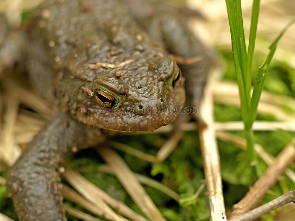 Similar – Image, Stock Photo in twos Toad migration