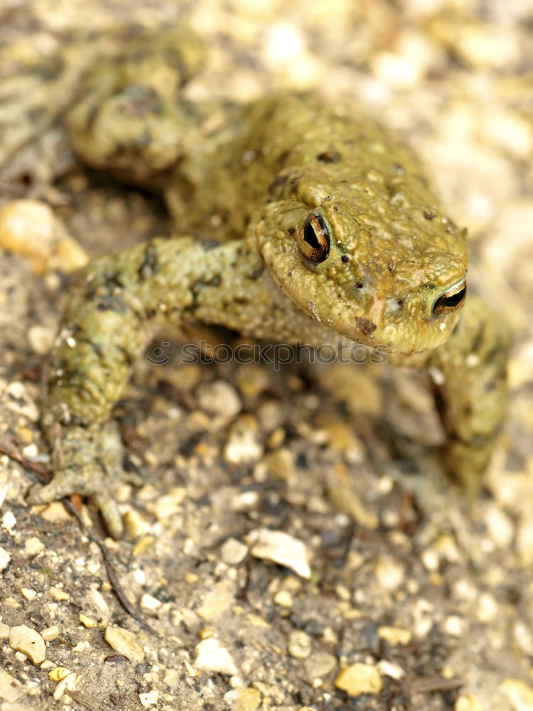 Similar – Image, Stock Photo brown frog Autumn Brook