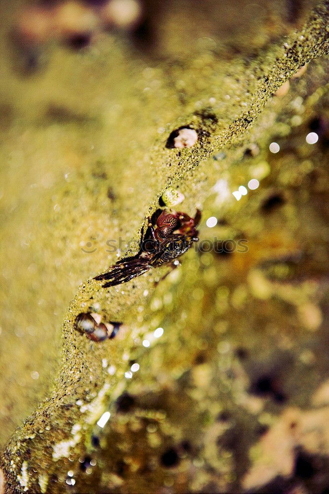 Similar – Image, Stock Photo toad migration Meadow