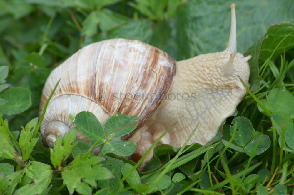 Similar – stone mushroom Food Hand