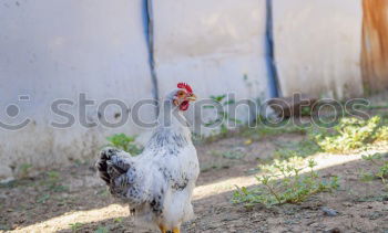 Similar – Image, Stock Photo The Soup Chicken