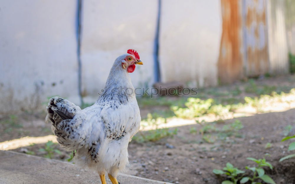 Similar – Image, Stock Photo Breakfast ? Agriculture