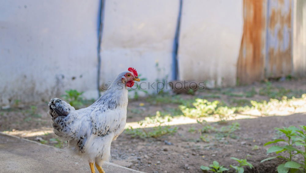 Similar – Image, Stock Photo The Soup Chicken