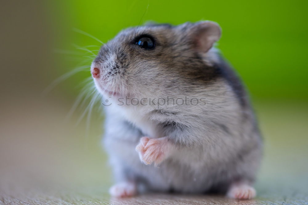 Image, Stock Photo Pinki the Rat Animal Pet