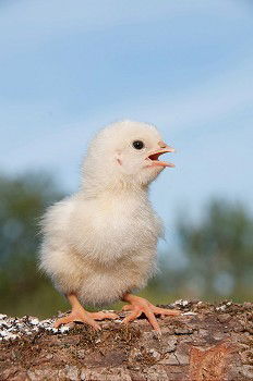 Similar – Image, Stock Photo teenage hen chicken fowls