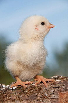 Image, Stock Photo teenage hen chicken fowls