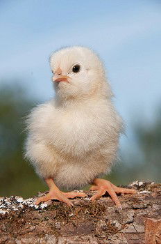 Similar – Image, Stock Photo teenage hen chicken fowls