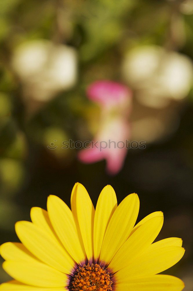 Similar – für Oma Astern Tagetes