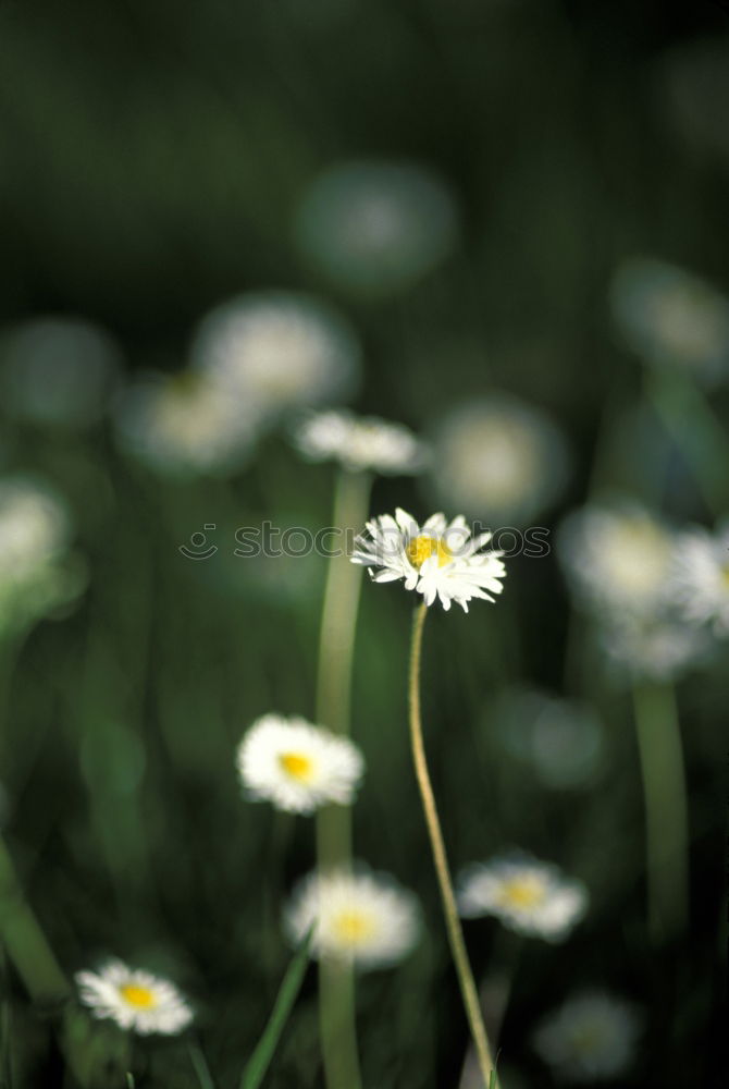 Image, Stock Photo everyone’s flower Plant