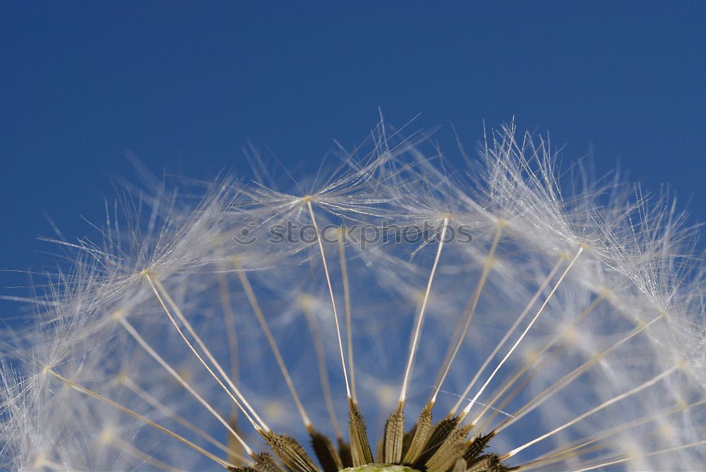 Similar – Nose cleaner? Flower Grass