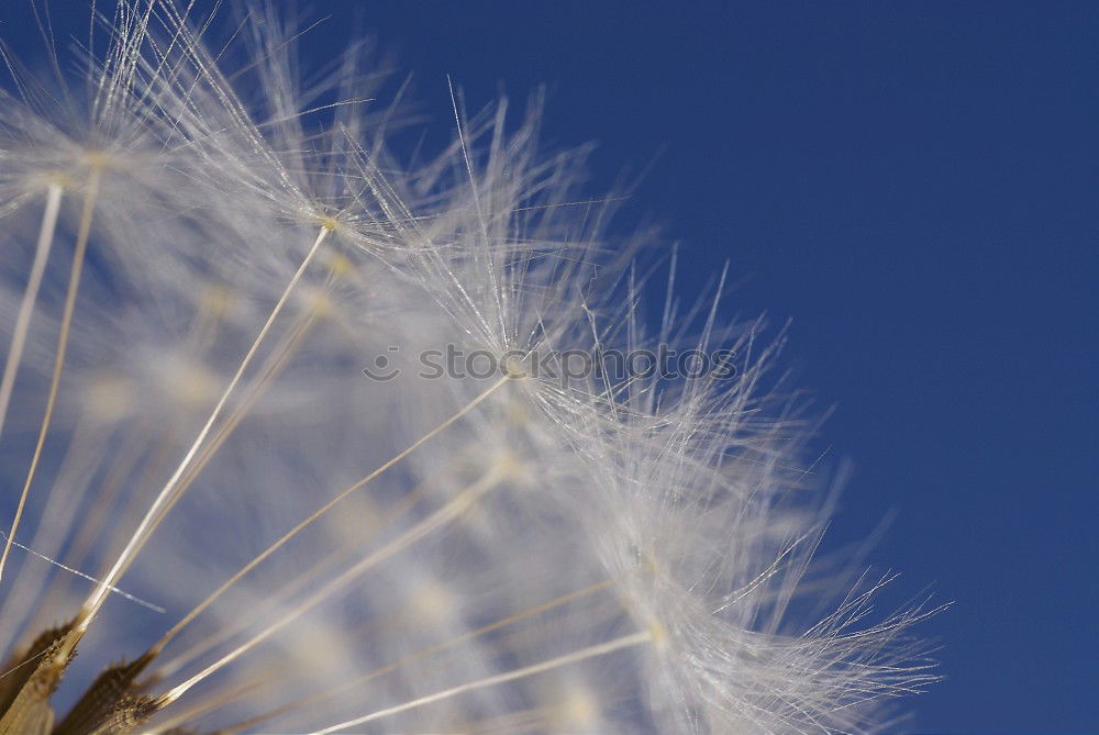 Similar – Dandelion No 1241 Nature