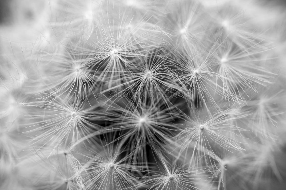 Similar – Image, Stock Photo abstract dandelion flower plant