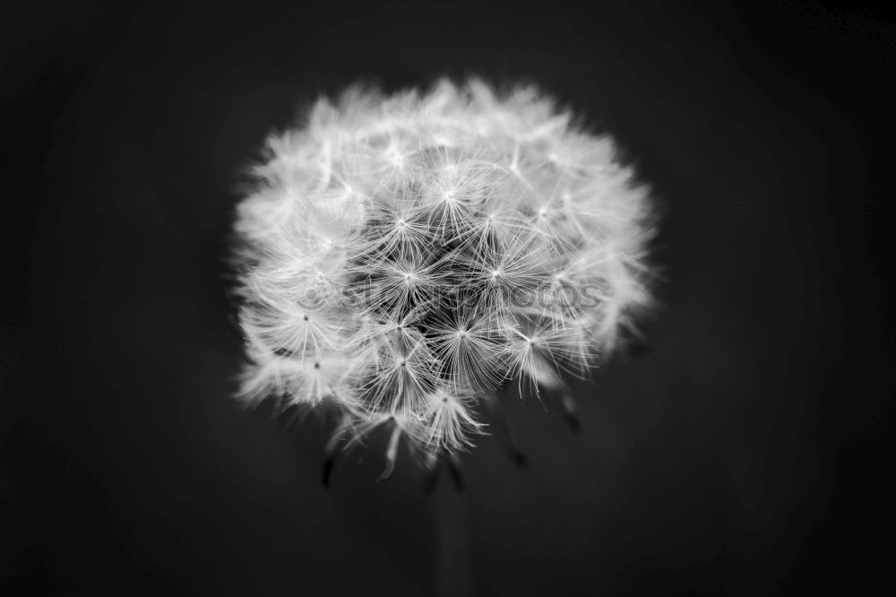 Similar – Dandelion III Meadow Hover