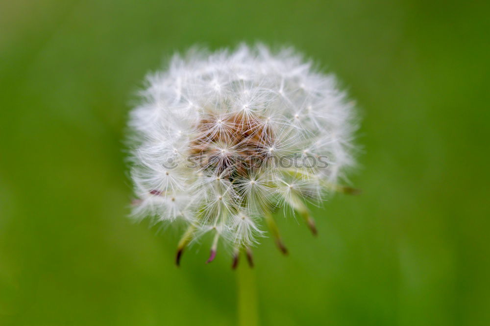 Similar – pusteblume Löwenzahn Blume