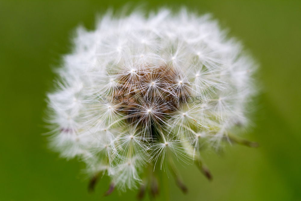 Similar – Image, Stock Photo departed Dandelion Miss