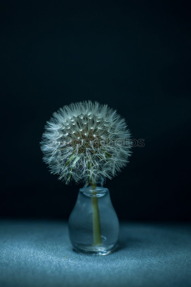 Similar – Taraxacum sect. Ruderalia