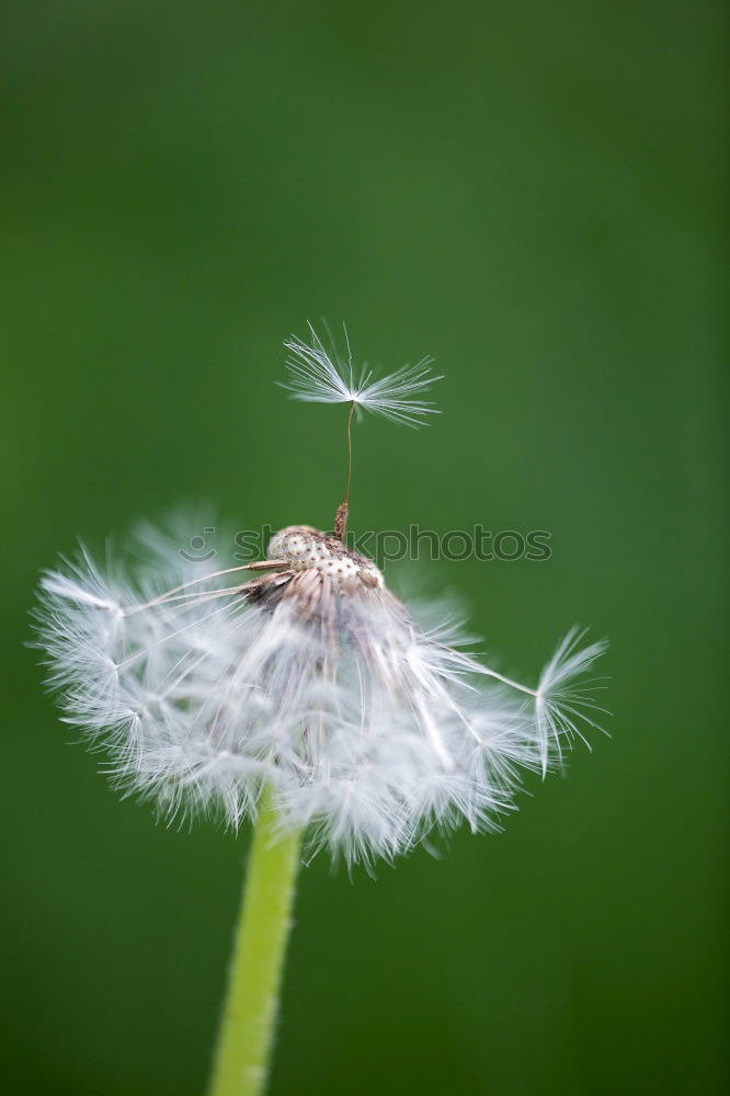 Similar – Es ist Sommer Umwelt Natur