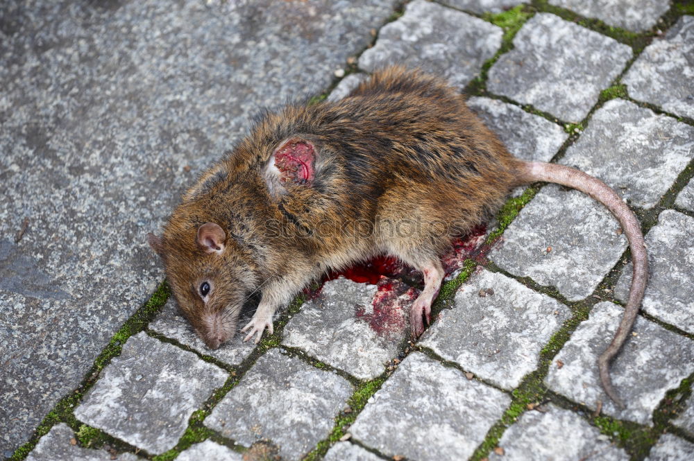 Similar – Image, Stock Photo mouse death Animal