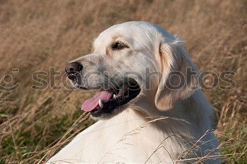 Similar – Golden retriever smiling at camera