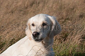 Similar – Image, Stock Photo Goldi in the back light.