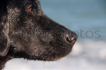 Similar – Foto Bild Penntüte Hund schlafen