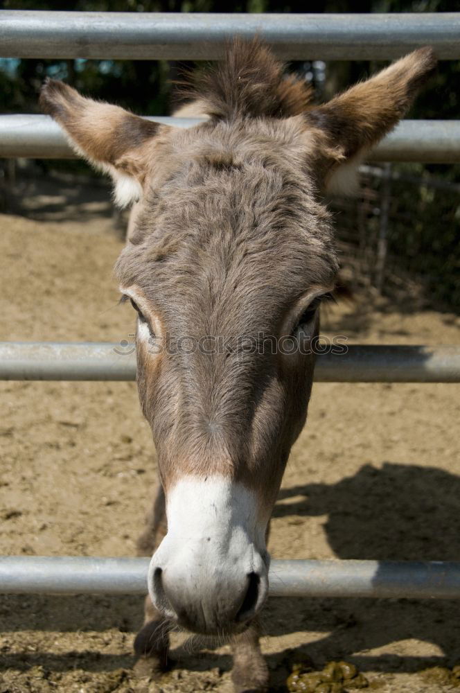 Similar – Ich! Ich! Ich! Pferd