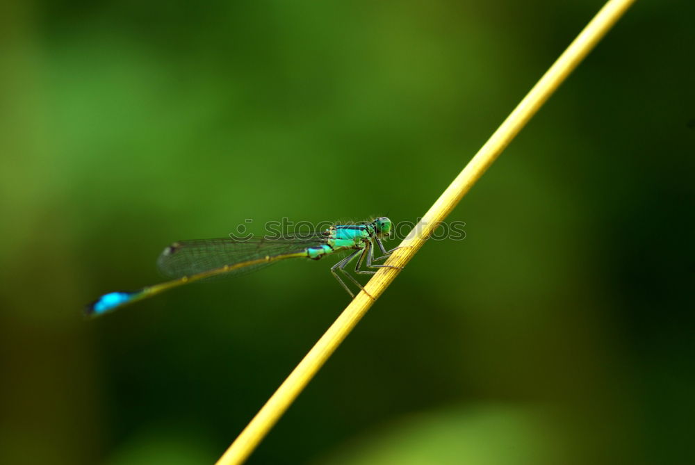 Similar – Image, Stock Photo Lilabelle- oh blue Animal