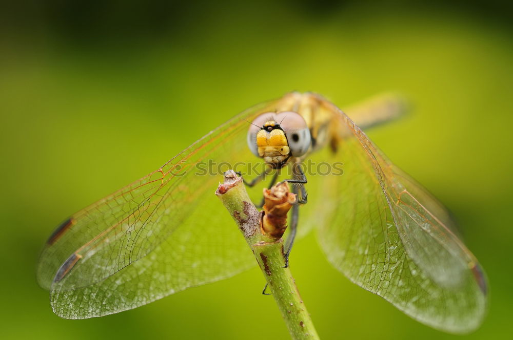 Similar – Blue dragonfly on one leaf